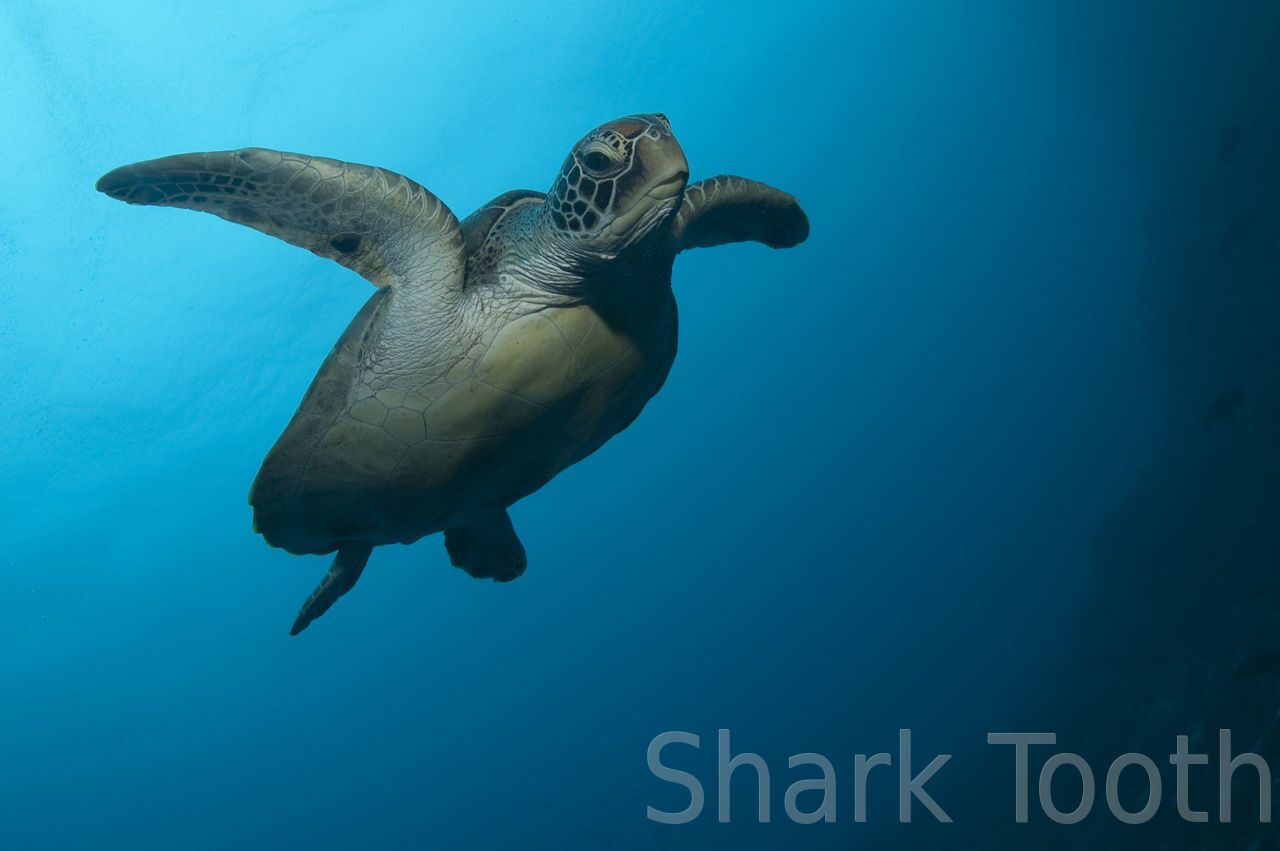 Грациозная морская черепаха